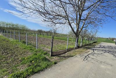 Teren Construcții intravilan de 1300 mp, în Curtișoara - 14