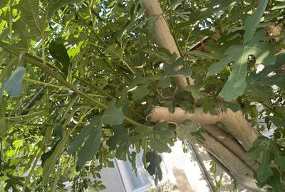 Casă cu 3 camere în Mahmudia - 3