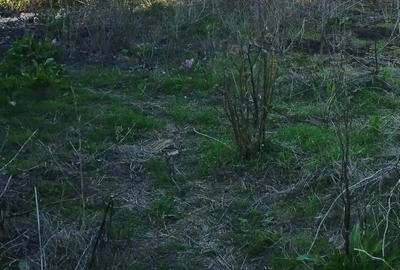 Casă cu 4 camere în Obârșia - 1