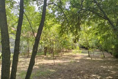 Teren de 4975 mp, în Belciug - 2
