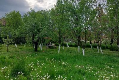 Casă cu 2 camere în Sic - 5