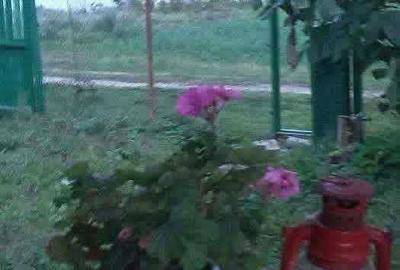 Casă cu 2 camere în Bițina-Pământeni - 1