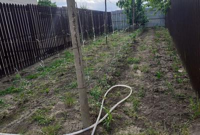 Casă cu 3 camere în Cotești