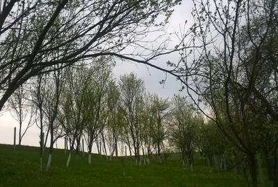 Teren Construcții intravilan de 2750 mp, în Nicula - 4