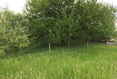 Teren de 30000 mp, în Crăcăoani - 4