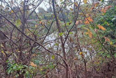 OAZA DE LINISTE SI RAFINAMENT LA MALUL LACULUI - 5