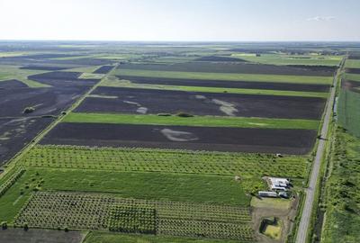 Livadă de nuci și pruni 2.4ha în Variașu Mare - 10