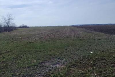 Teren de 15500 mp, în Dascălu - 3