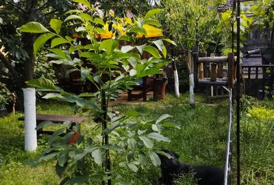 Vand apartament la casa Sibiu jud Sibiu.. - 1