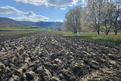 Teren de 5000 mp, în Arcalia - 3