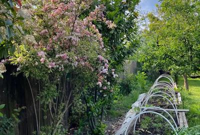 Casa cu 1200 mp Sanmihaiul Roman la cheie - 3