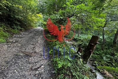 18000 mp de natura pura ,Lupeni, langa Straja - 12