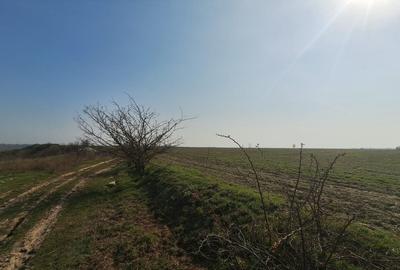 Teren Construcții intravilan de 6650 mp, în Bălăceanca - 3