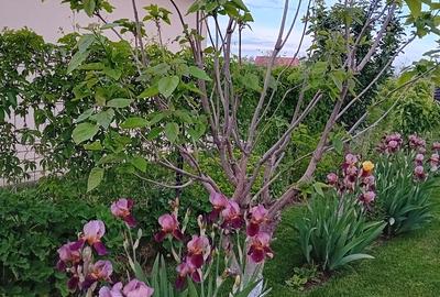 Casă cu 3 camere cu Teren 508 Mp în Tei - 12