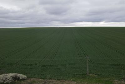 Giarmata Mare /teren 3,8 ha/preț  4,5 euro /mp - 4