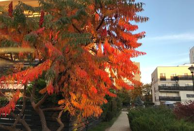 Apartament cu 3 camere, mobilat în Iancu Nicolae - 2