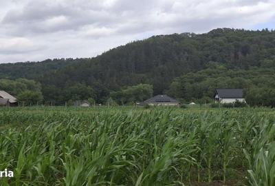 Teren de 5000 mp, în Șcheia - 3