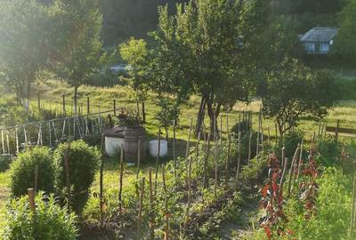 Teren de 7410 mp, în Cornu Luncii - 4