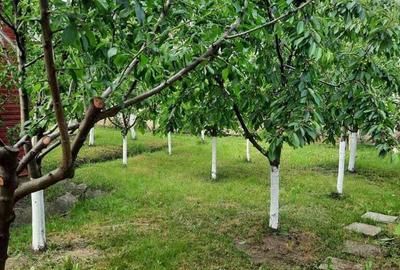 Casă cu 2 camere în Central
