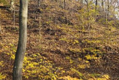 Vand teren cu padure la 5 km de Curtea de Arges,zona deal-munte,zona superba - 7