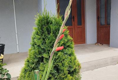 Casă cu 5 camere cu Teren 1100 Mp în Umbrărești - 1
