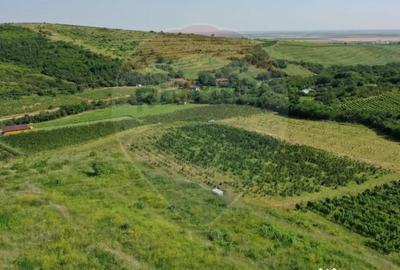 Teren de 40300 mp, în Central - 5