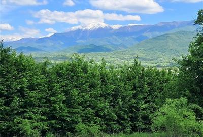 Teren  de vanzare la liziera padurii in Talmaciu - 6