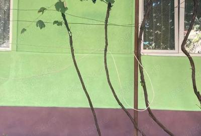 Vand casa cu teren de 18 arii in Sanpetru Almasului - 3