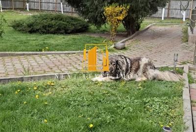 Casă cu Teren 1020 Mp în Moșoaia - 4