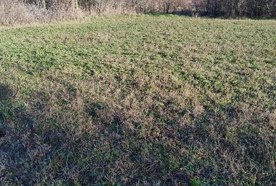 Teren Construcții intravilan de 2234 mp, în Rociu - 6