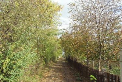 Mogosoaia, str. Ariei, nr. 2, particular - 7