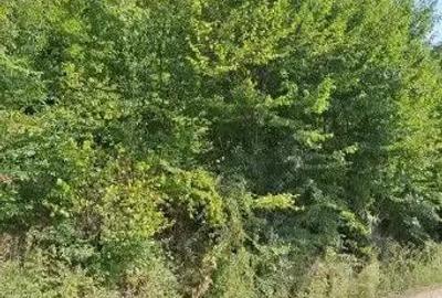 Teren extravilan Sotanga, ID: R2590381 - 2