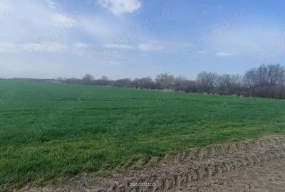 Teren de 15000 mp, în Aradului