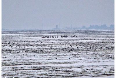 Teren de 1621 mp, în Vasilați - 3