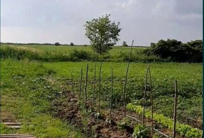 Teren de 6471 mp, în Obad - 2