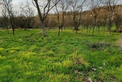 Spațiu comercial, în Burjuc - 5