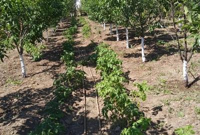 Vand Teren+Casa Batraneasca Olarii Vechi, Prahova - 3