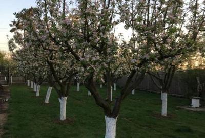 Ciopani vila 5 camere teren 4000 mp - 12