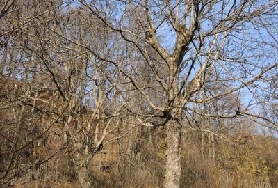 Teren intravilan Breaza 4,000mp cu  utilitati. Panorama superba. Intimitate. - 6