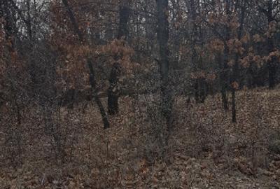 Teren de 3370 mp, în Moșoaia - 1