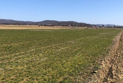 Teren extravilan de 4000 mp, în Mărăcineni - 11