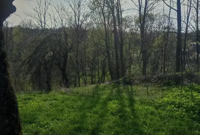 Teren intravilan de 5973 mp, în Plaiu (Provița de Sus) - 6