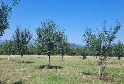 Teren în Prigor - 4