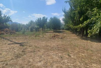 Gradina de vanzare intre Cristian si Orlat - 2