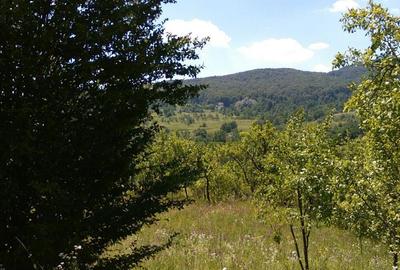 Teren de 3600 mp, în Aluniș - 3