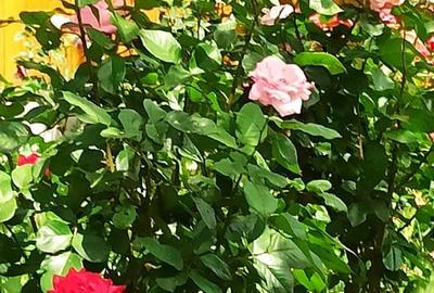 Casă cu 2 camere cu Teren 76.5 Mp în Central - 2