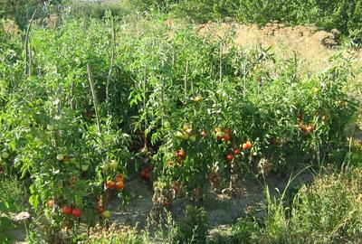 Casă cu 4 camere cu Teren 3000 Mp în Ostrov - 3