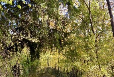 Teren retras panoramic Valea Doftanei 1350 mp panta lina, cu utilitati - 12