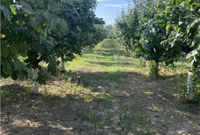 Casa cu teren intravilan in Suraia ,situata in zona centrala - 1