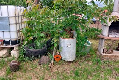Casa 2 camere cu suprafata 50mp si teren 1300mp,in Miercurea Sibiului - 14